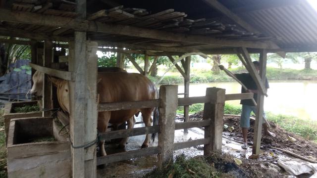 Sapi kurban Jokowi di Kendari, saat dimandikan.(Liputan6.com/Ahmad Akbar Fua)