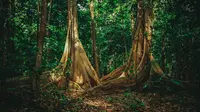 Cagar Alam Tangkoko di Bitung, Sulawesi Utara (Dok. Pemkot Bitung/Komarudin)