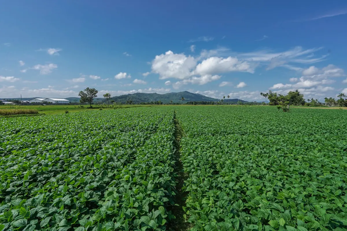 Kebun Edamame di Jember, Jawa Timur. (Foto: PT Austindo Nusantara Jaya Tbk/ANJT)