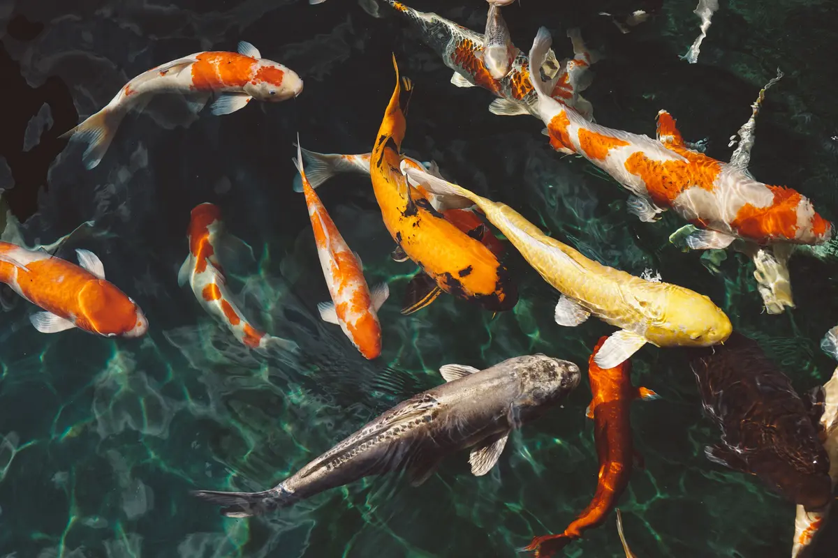 Ikan Koi