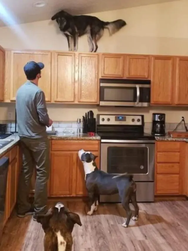 8 Potret Anjing saat Tiru Tingkah Laku Kucing Ini Bikin Geleng Kepala