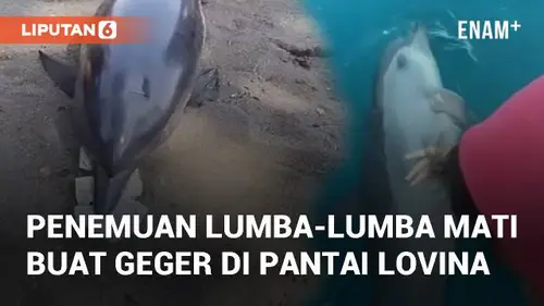 VIDEO: Viral Penemuan Lumba-Lumba Mati Buat Geger Masyarakat di Pantai Lovina