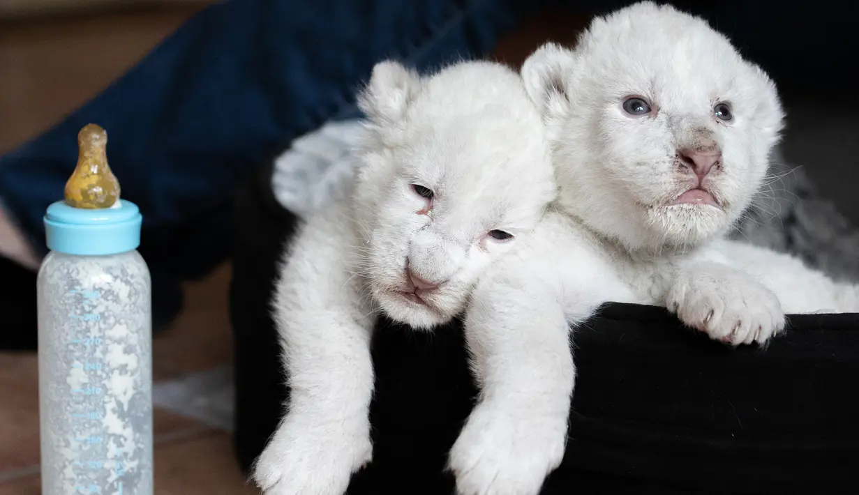 Gambar pada 11 Agustus 2019, memperlihatkan dua anak singa putih berbaring di keranjang mereka di pusat perawatan singa/harimau "Caresse de tigre", di La Mailleraye-sur-Seine, Prancis. Dua anak singa putih, bernama Nala dan Simba tersebut lahir pada akhir Juli 2019. (LOU BENOIST/AFP)
