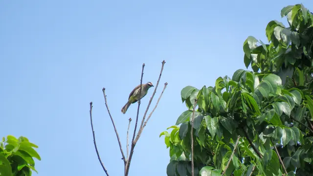 Burung Merbah Cerukcuk di kawasan kampus IPB. (ist)