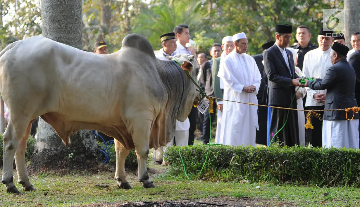 Presiden Joko Widodo atau Jokowi menyerahkan sapi braman 1,4 ton kepada DKM Baitul Faizin usai salat Idul Adha 1439 Hijriah di Lapangan Tegar Beriman, Cibinong, Kabupaten Bogor, Jawa Barat, Rabu (22/08). (Merdeka.com/Arie Basuki)