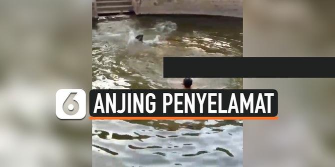 VIDEO : Viral Aksi Anjing Selamatkan Tuannya