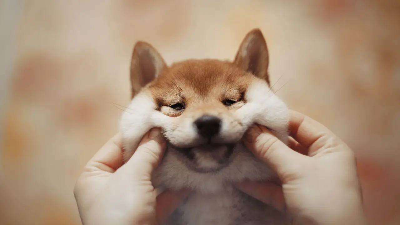 Tingkah Lucunya Bikin Happy, Bukti Anjing Sahabat Terbaik Manusia