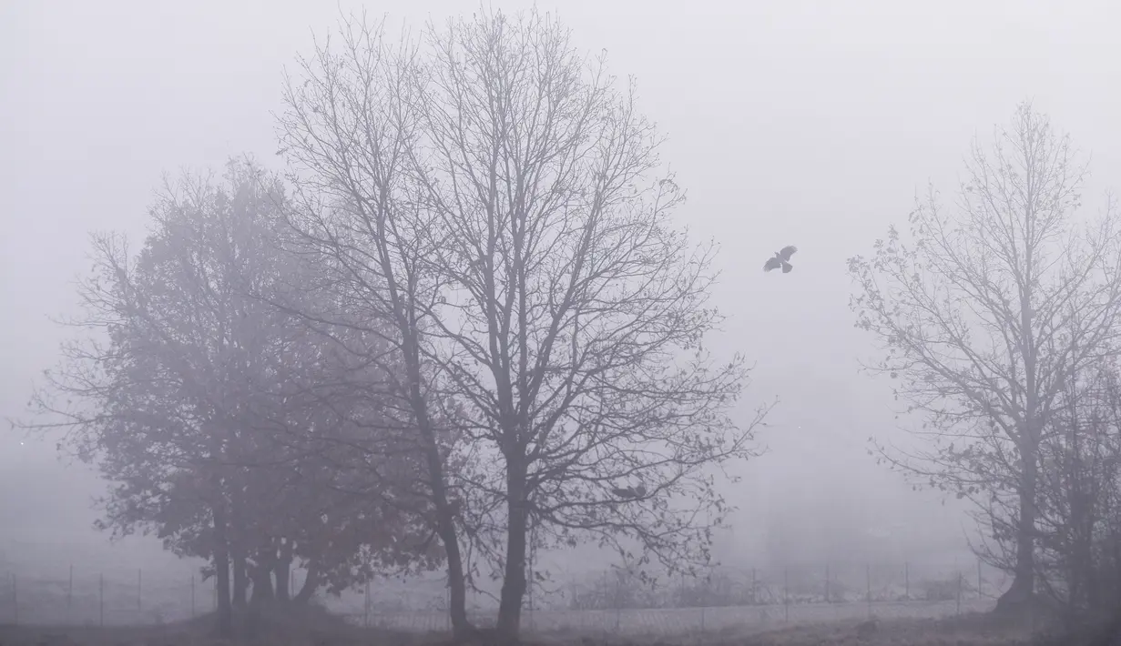 Seekor burung gagak terbang melewati pohon-pohon yang terlihat melalui kabut tebal di dekat kota Pristina (18/12/2019). Pristina dan banyak kota lain di Kosovo mengalami polusi udara tingkat tinggi. (AFP/Armend Nimani)