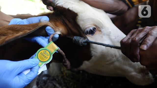 FOTO: Vaksinasi PMK untuk Hewan Ternak di Bogor