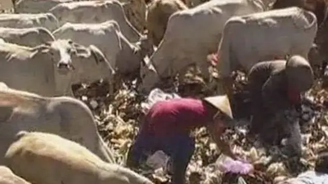 Sapi Pemakan Sampah Banyak Diburu Pedagang