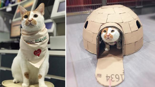 Kreatif Petugas Klinik Buat Rumah Kucing Dari Kardus Bekas Citizen6 Liputan6 Com
