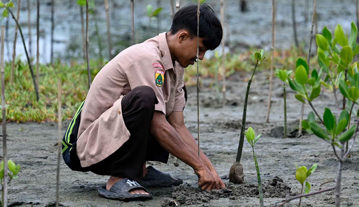 Selain itu,  penanaman mangrove juga bisa mengurangi dampak bencana alam seperti tsunami. Hal tersebut dikarenakan akar mangrove yang kokoh dapat meredam kekuatan air. (CHAIDEER MAHYUDDIN/AFP)