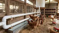 7 Desain Kandang Ayam dengan Sistem Minum Otomatis Tanpa Listrik