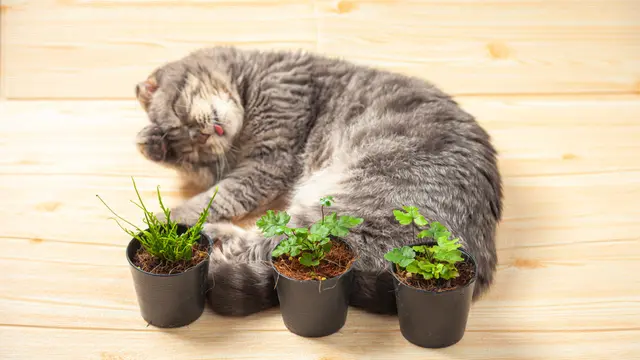Berbeda dengan Catnip, Jangan Biarkan Kucing Memakan Daun Mint