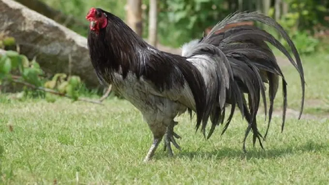 Ayam