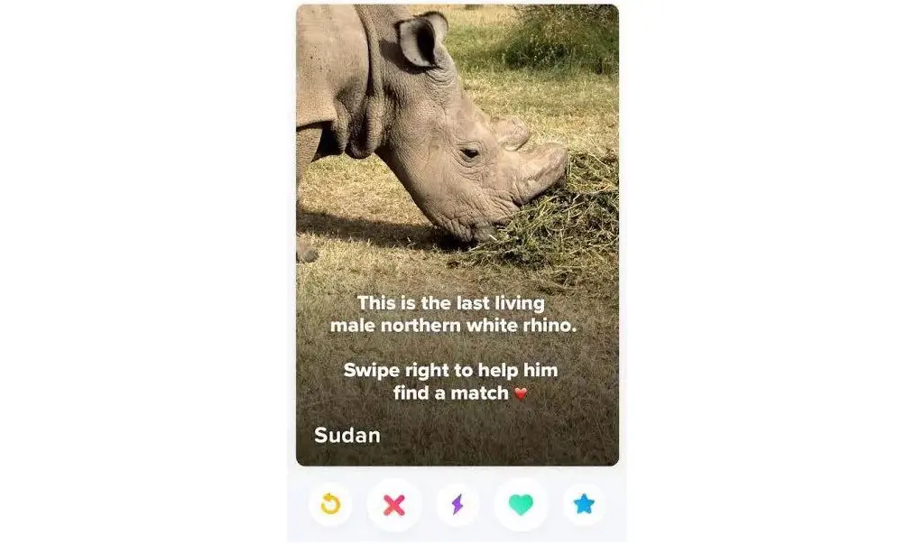 Profil Sudan si badak putih jantan di Tinder (Sumber: Telegraph)