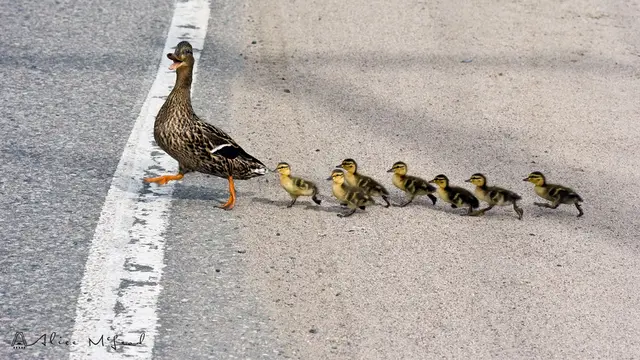 Bebek di Jalan