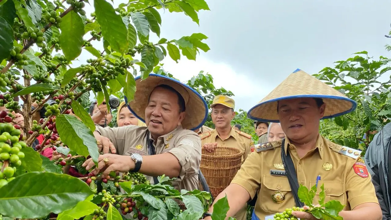 Gubernur Lampung, Arinal Djunaidi saat memanen kopi arabika di Lampung Barat. Foto (Istimewa)