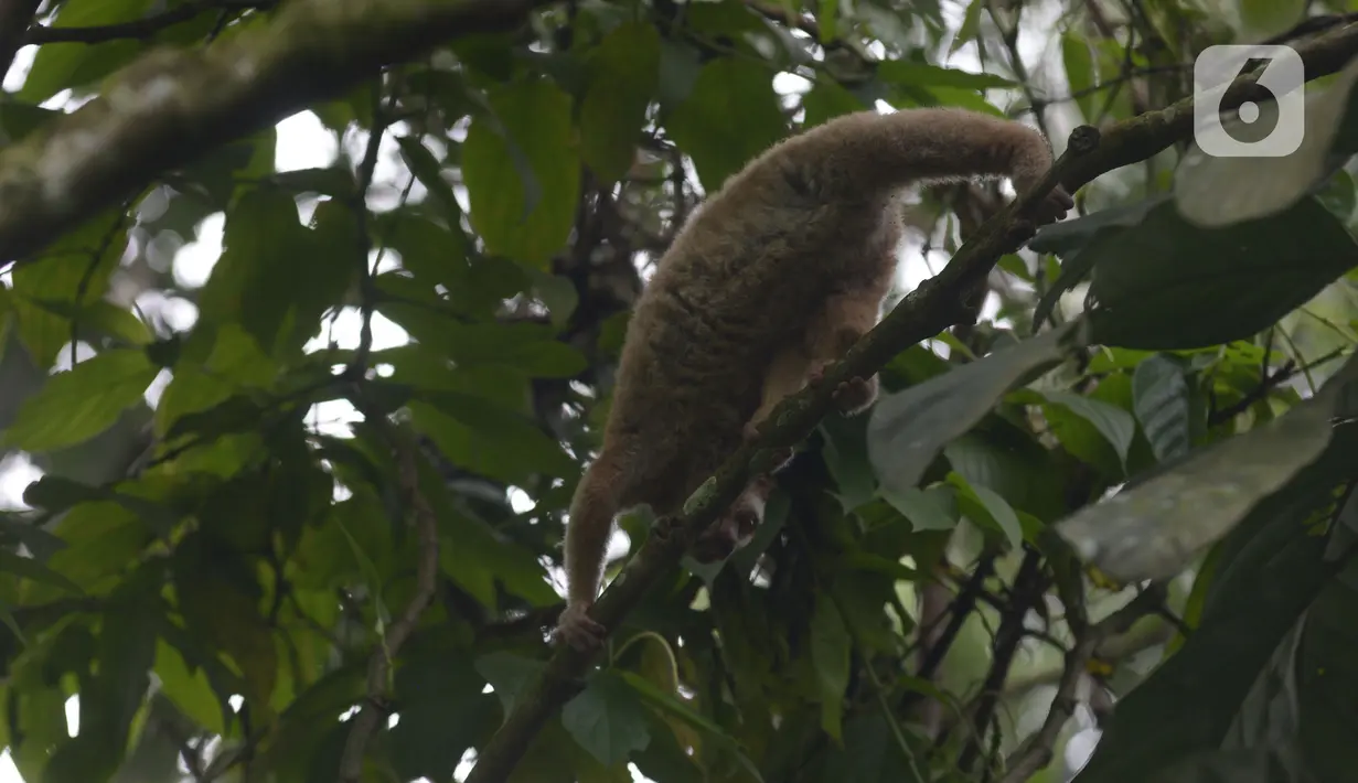 Satwa Kukang Jawa (Nycticebus javaicus) saat dilepasliarkan di kawasan Taman Nasional Halimun Salak, Jawa Barat, Sabtu (6/11/2021). Yayasan Inisiasi Alam Rehabilitasi Indonesia (YIARI) bersama TNGHS melepasliarkan 10 ekor Kukang Jawa ke habitat asalnya. (merdeka.com/Imam Buhori)