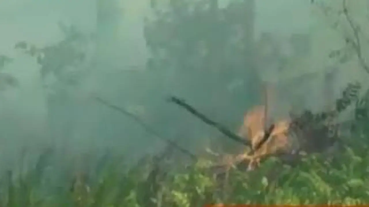 Kebakaran Lahan Gambut
