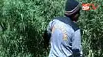 Ladang ganja lebih kurang satu hektare di Tor Sihite, Desa Rao-rao Dolok, Kecamatan Tambangan, Mandiling Natal, Sumut, ditemukan polisi.