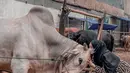 Ria Ricis saat menyium sapi putih yang ia beli untuk kurban pada hari Raya Idul Adha. Istri Teuku Ryan ini dibuat jatuh hati dengan sapi berukuran 1.2ton tersebut. (Instagram/riaricis1795)