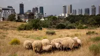 Pemandangan saat sekelompok kecil domba merumput di sebuah ladang yang berada di antara gedung pencakar langit Tel Aviv, Israel, Senin (28/5). (AP Photo/Oded Balilty)