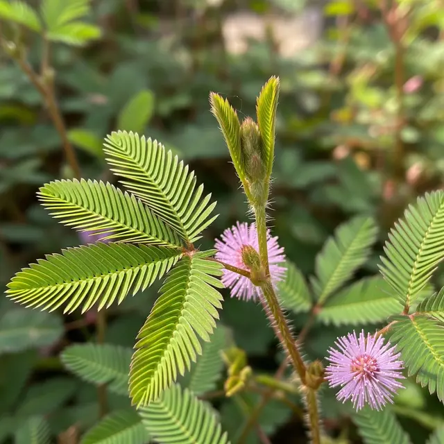 Daun Putri Malu (Image by Gemini AI)
