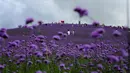 Para wisatawan menikmati pemandangan padang verbena yang terletak di Gaopo, Guiyang, Ibu Kota Provinsi Guizhou, China, 14 Agustus 2020. (Xinhua/Zhang Hui)
