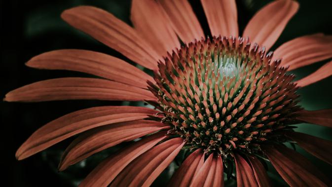 Mengenal Echinaceae Dan Mengkudu 2 Tumbuhan Yang Bisa Bantu Hadapi Corona Baru Lifestyle Liputan6 Com