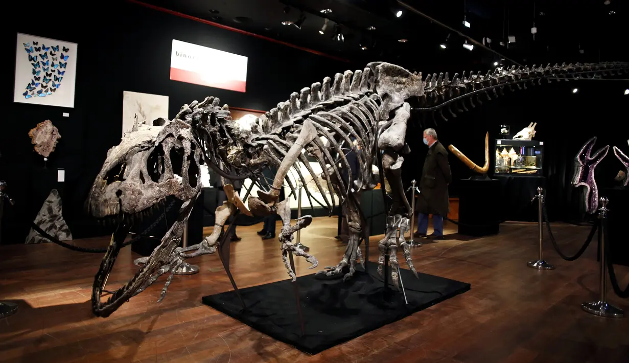 Kerangka dinosaurus Allosaurus dipamerkan di rumah lelang Drouot, Paris, Prancis, Sabtu (10/10/2020). Kerangka dinosaurus yang ditemukan di daerah Johnson, Wyoming, AS, tersebut akan dilelang pada 13 Oktober 2020 dan diperkirakan harganya antara 1-1,2 juta euro. (AP Photo/Thibault Camus)