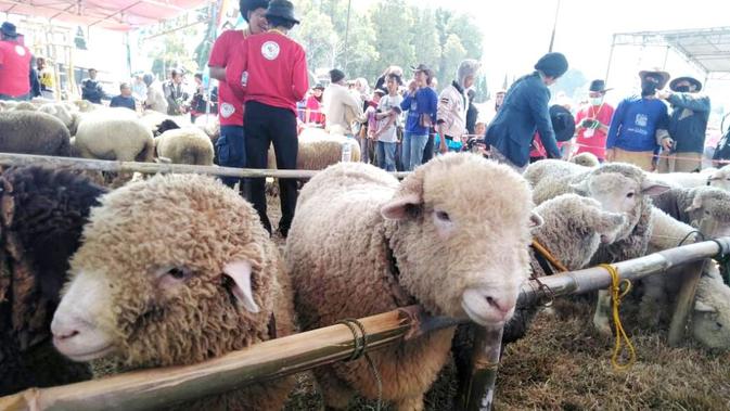 Domba Batur dalam kontes domba di Dieng Culture Festival. ( Foto: Liputan6.com/Muhamad Ridlo).