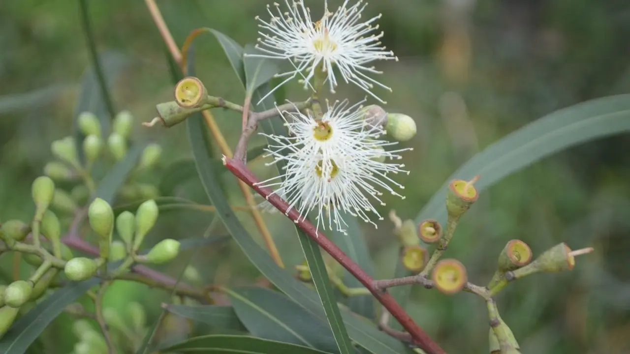 Eucalyptus. (Dok Kementan)