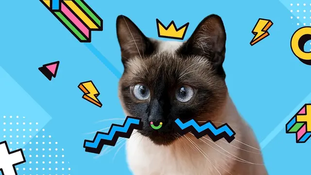 MBTI Meme Kucing