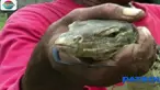 Biawak seberat lima kilogram ini pun berhasil ditangkap warga meski selalu berusaha menyerang.
