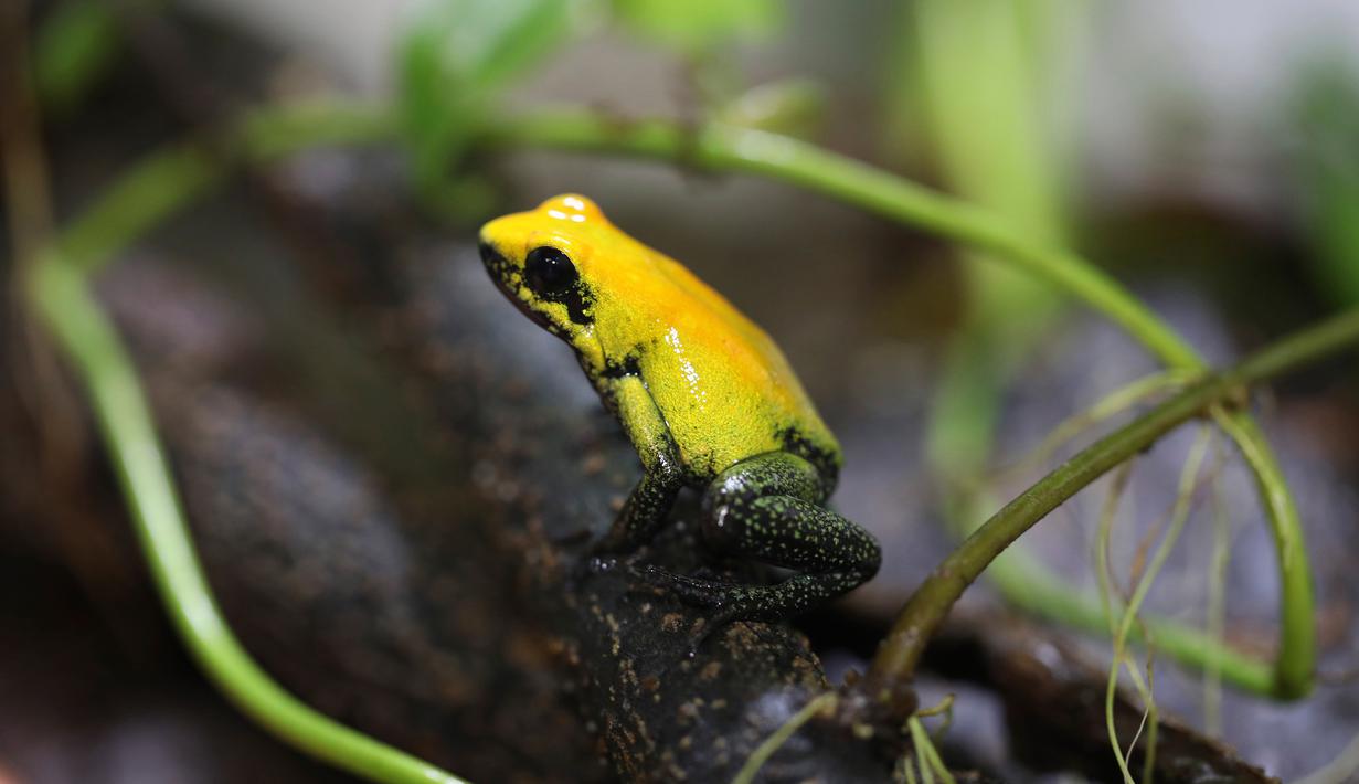  FOTO  Melihat Katak  Katak  Langka Asal Hutan Tropis 