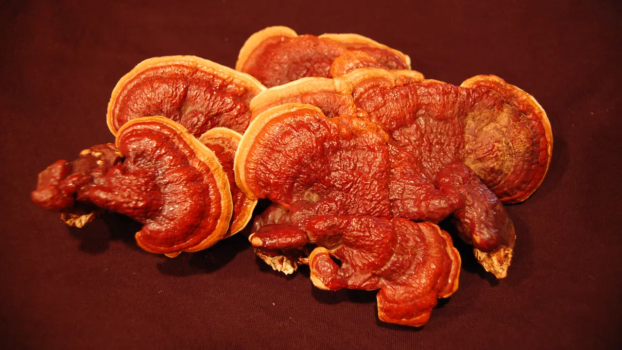 Jamur Cordyceps, Mengatasi Gangguan Napas Hingga Impotensi