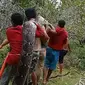 Warga menangkap seekor ular piton di Muna sepanjang 10 meter usai nyaris menelan babi liar.