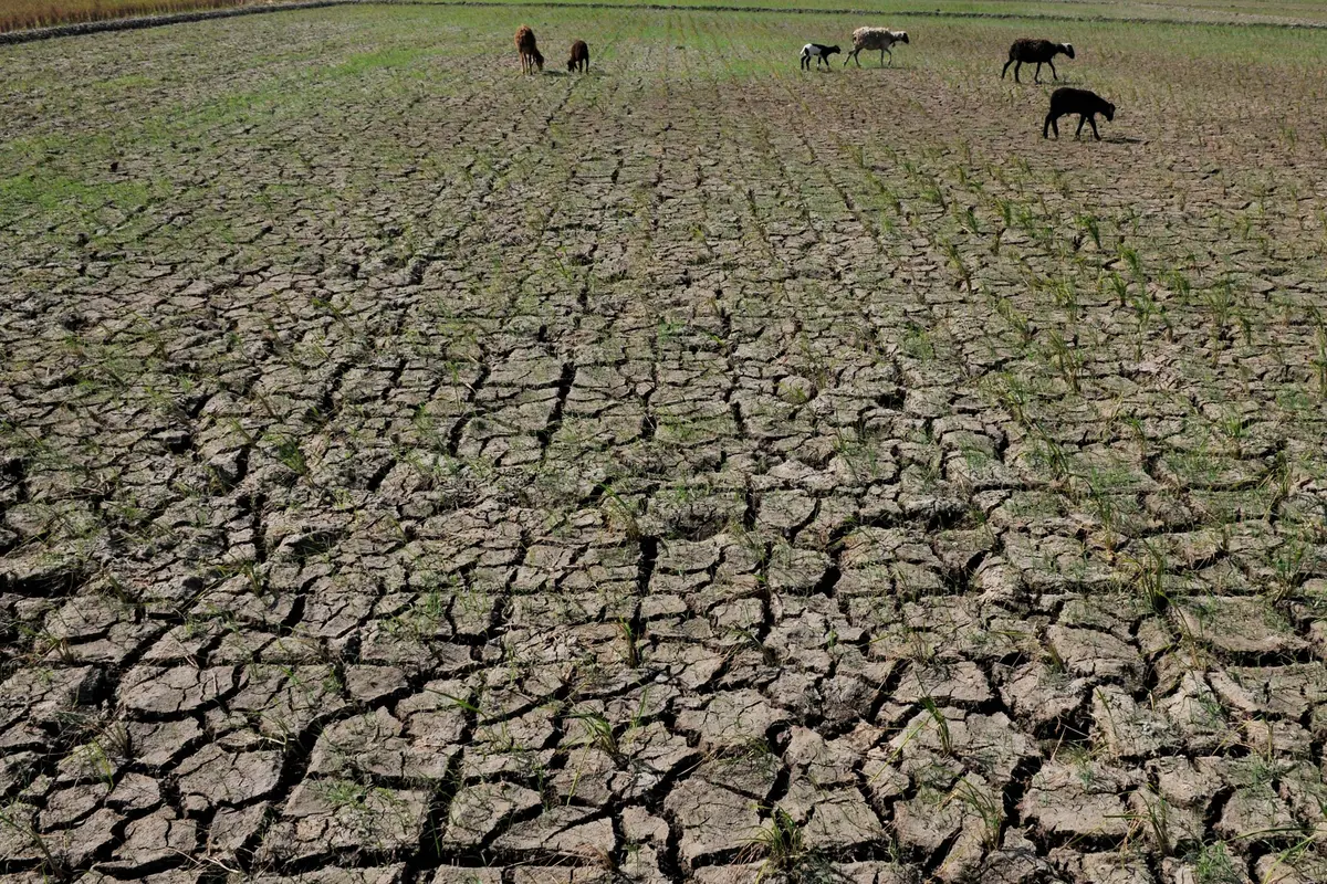 20150729-Sawah-Kekeringan