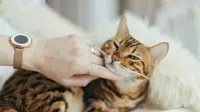 Here are five common languages your cat may say to you. (Photo: Paul Hanaoka/Unsplash)
