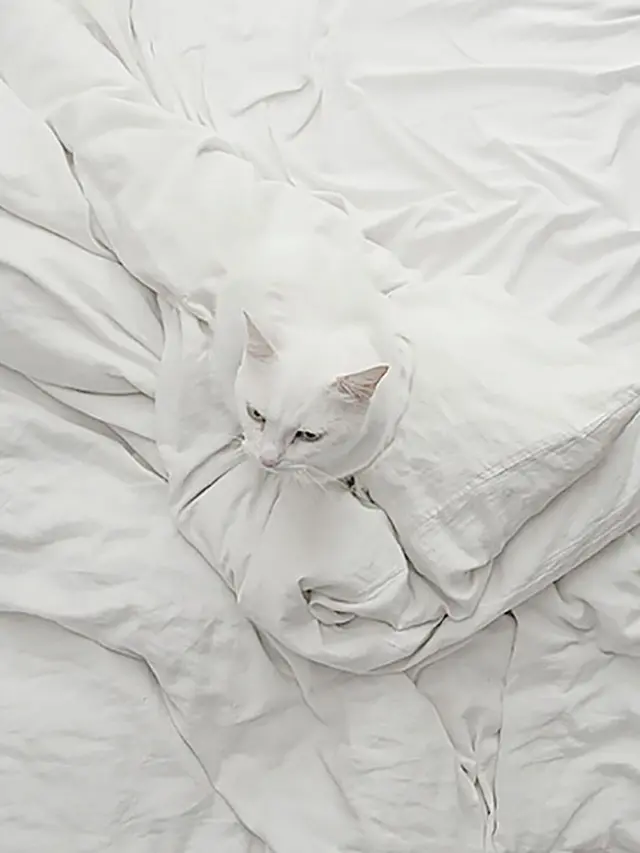 Butuh Ketelitian, 6 Kucing Kamuflase Ini Bikin Mata Terkecoh