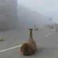 Llama blokir jalan rute tahap 8 Tour de France | foto : boredpanda.com