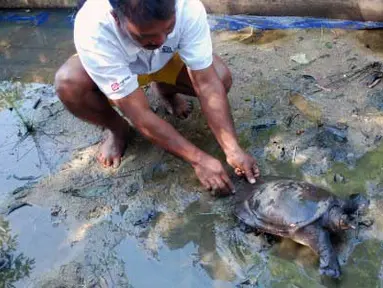 Seorang warga melepas labi-labi (Trionyx sinensis) di penangkaran di Perawang, Kabupaten Siak, Riau, Kamis (26/4). Warga Perawang dengan bantuan Sinar Mas mulai melakukan penangkaran labi-labi (Trionyx sinensis), yang selama ini hidup liar, karena permintaan pasar yang meningkat dengan harga jual mencapai Rp35 ribu per kilogram. (Antara)