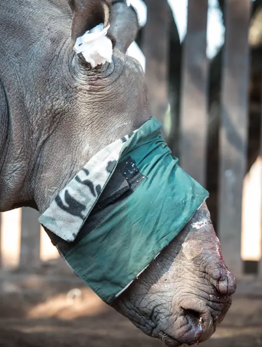 Seekor badak tanpa cula saat akan diberi pengobatan di Bela Bela, Johannesburg, Afrika Selatan (20/5). Badak tersebut korban para pemburu liar yang mengincar cula badak. (AFP Photo/Mujahid Safodien)