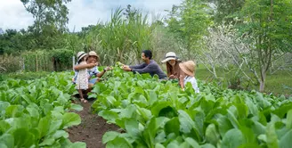 Lebih dari sekadar operasional internal, AYANA Bali juga melibatkan tamu dan komunitas dalam praktik berkelanjutan. Melalui AYANA Farm, area organik seluas dua hektare yang menanam lebih dari 130 varietas tanaman, tamu diajak mengenal pertanian organik dan prinsip sirkular secara langsung. [Dok/AYANA BALI].