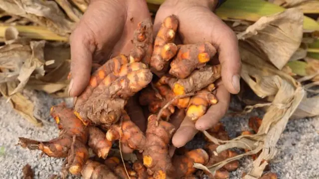 Panen Kunyit Seperlunya, Cara Praktis agar Tanaman Tetap Produktif
