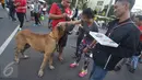 Seorang wanita mengelus kepala anjing jenis Great Dane disela kegiatan Car Free Day di Jakarta, Minggu (18/12). Anjing itu menarik perhatian warga karena ukurannya yang lebih besar dibanding anjing pada umumnya. (Liputan6.com/Immanuel Antonius)