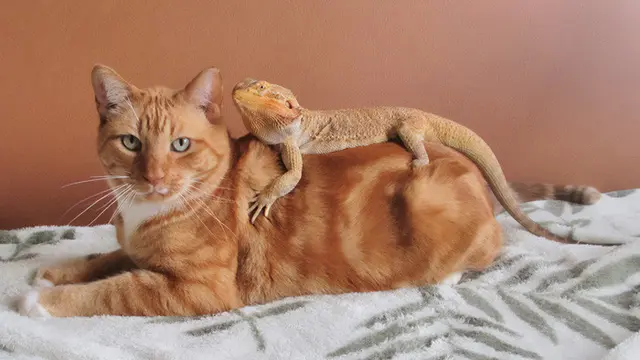 Potret Kadal Akur Bareng Kucing