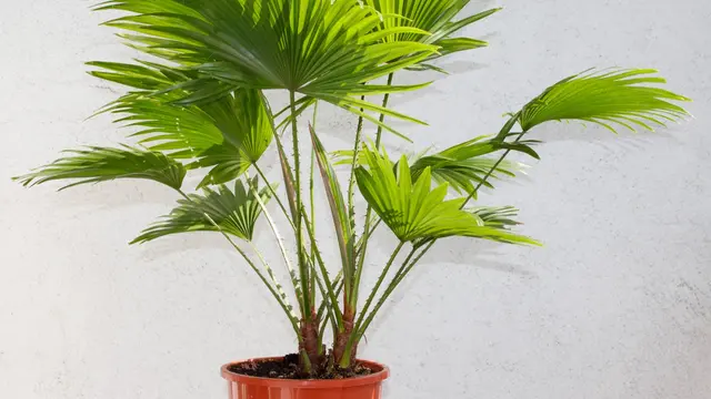Palem Kipas (Livistona Rotundifolia)