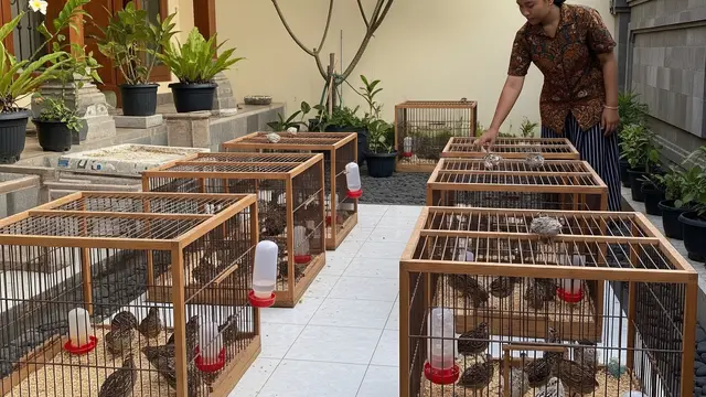 6 Tanda Ternak Puyuh Tidak Produktif dan Cara Mengatasinya, Hasil Optimal